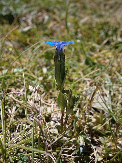 Snow gentian: Gentiana nivalis