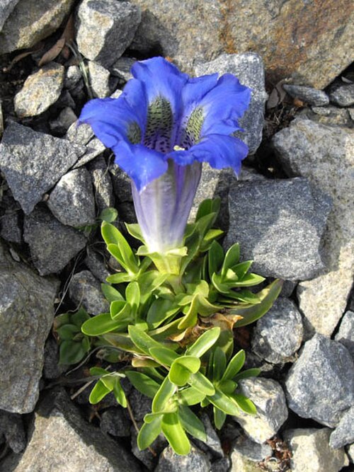 Gentiana occidentalis: Gentiana occidentalis