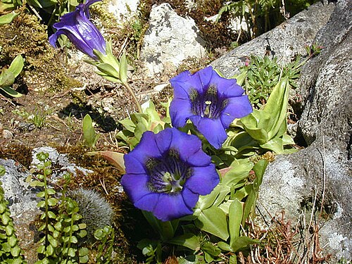 Gentiana occidentalis: Plante des Pyrénées et des Mts Cantabrique, d'une dizaine de cm, sur pelouses alpines et étendues rocheuses, entre 800 et 3100 m.