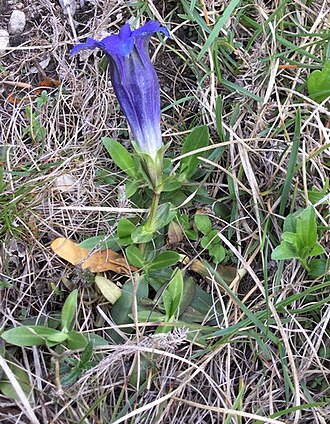 Gentiana occidentalis: Gentiana occidentalis observée le long du sentier d’accès au Pech de Bugarach - mai 2022
