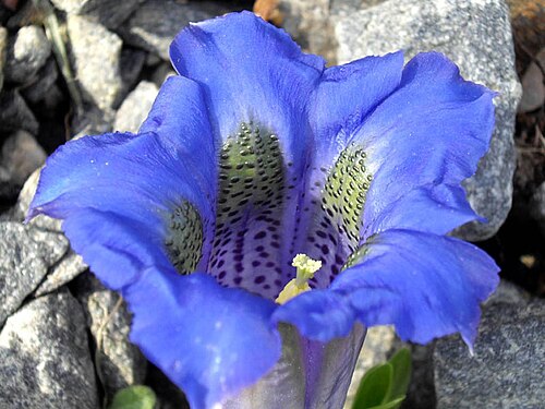 Gentiana occidentalis: Gentiana occidentalis