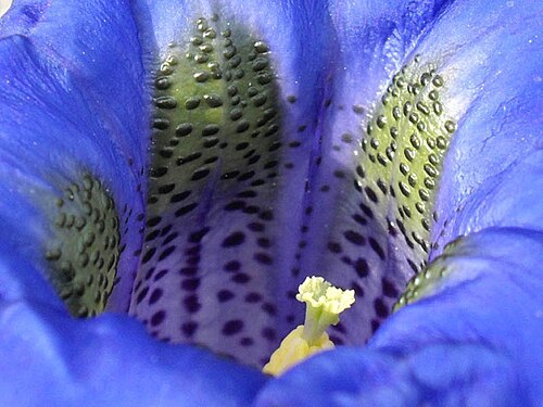 Gentiana occidentalis: Gentiana occidentalis