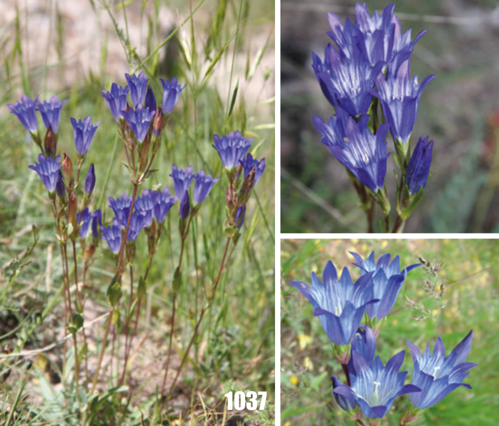 Gentiana olivieri: Gentiana olivieri, Tajikistan