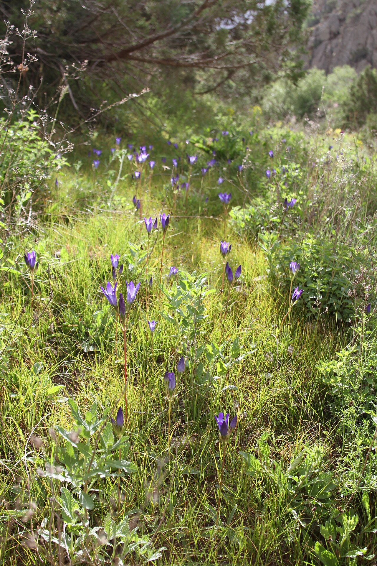 Gentiana olivieri: Uzbekistan, Kugitang range, Surkhanskiy Nature Reserve. Rus: Узбекистан, Сурхандарьинская обл., Шерабадский р-н, вост. склон хр. Кугитангтау, Сурханский государ