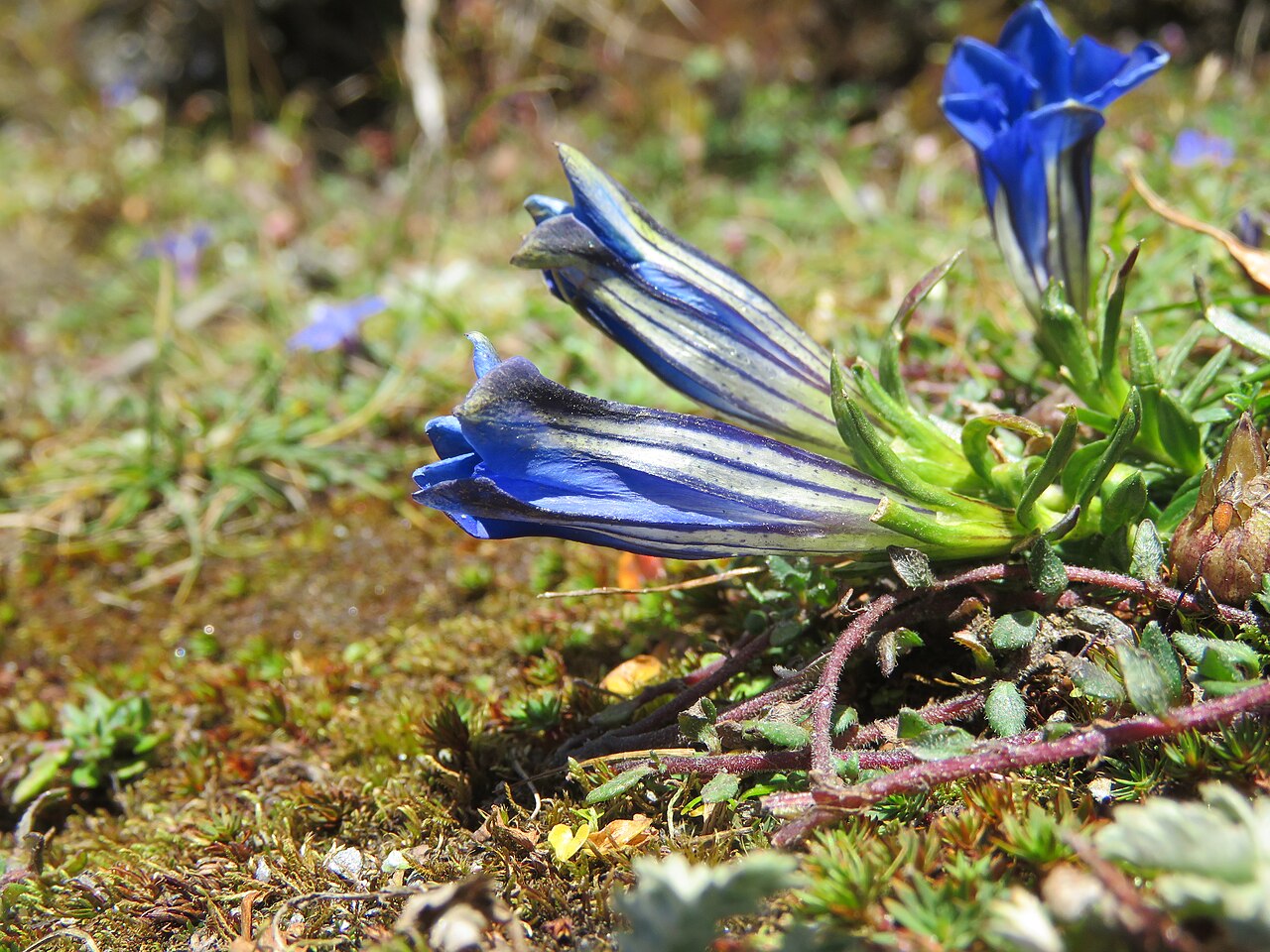 Gentiana ornata: Photos from Bhutan and Siliguri during LGFC - Bhutan 2019