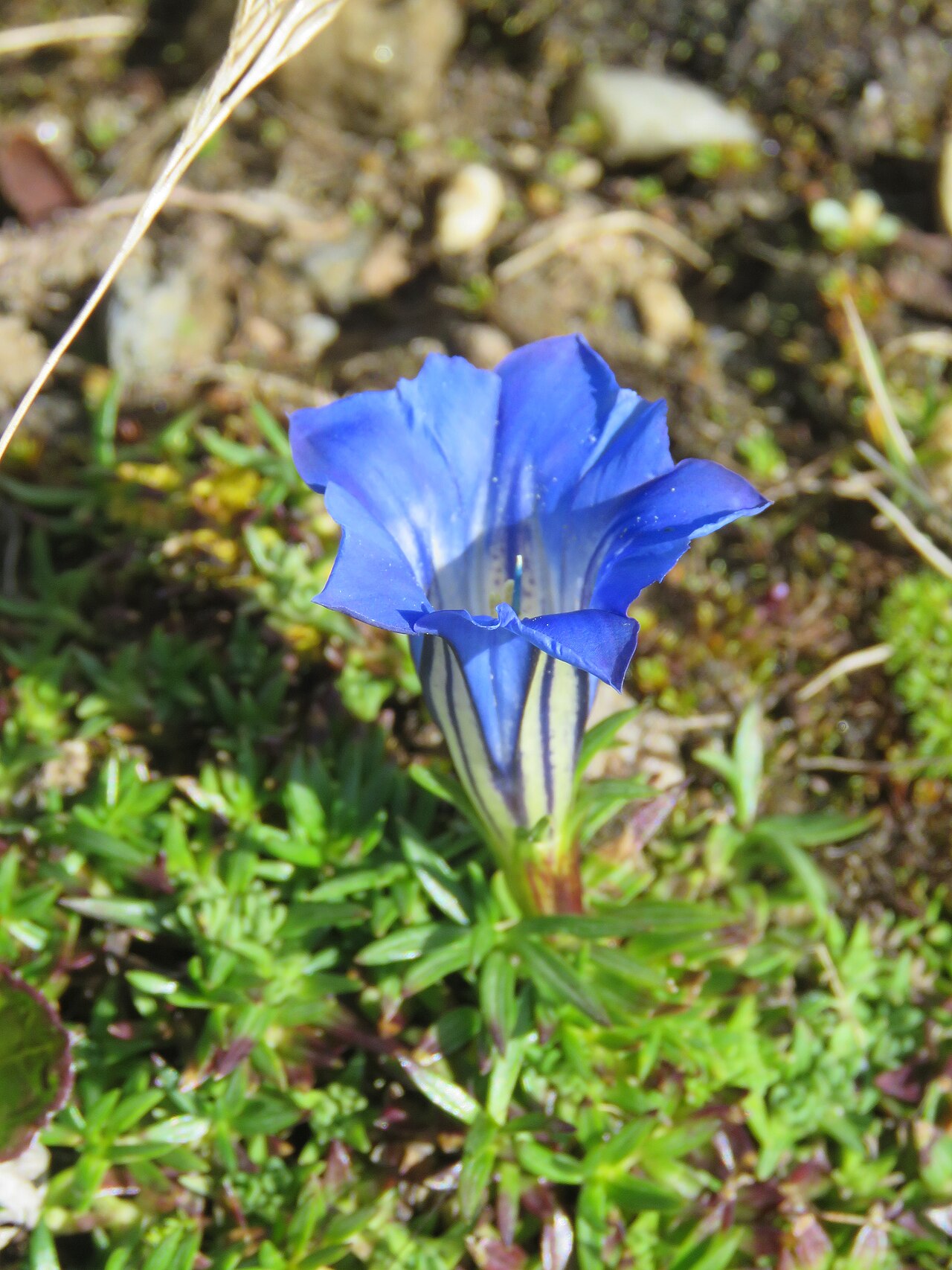 Gentiana ornata: Photos from Bhutan and Siliguri during LGFC - Bhutan 2019