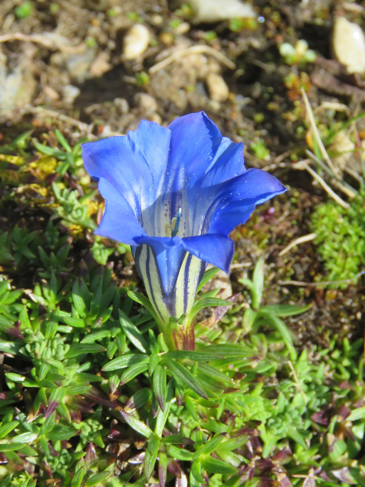 Gentiana ornata: Photos from Bhutan and Siliguri during LGFC - Bhutan 2019