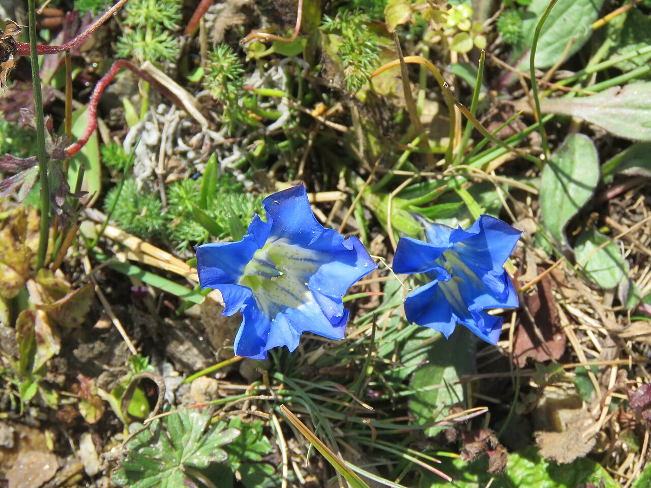 Gentiana ornata: Photos from Bhutan and Siliguri during LGFC - Bhutan 2019