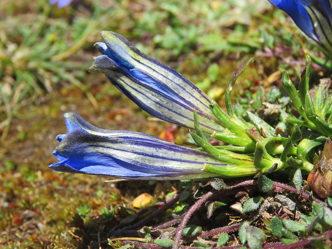Gentiana ornata: Photos from Bhutan and Siliguri during LGFC - Bhutan 2019