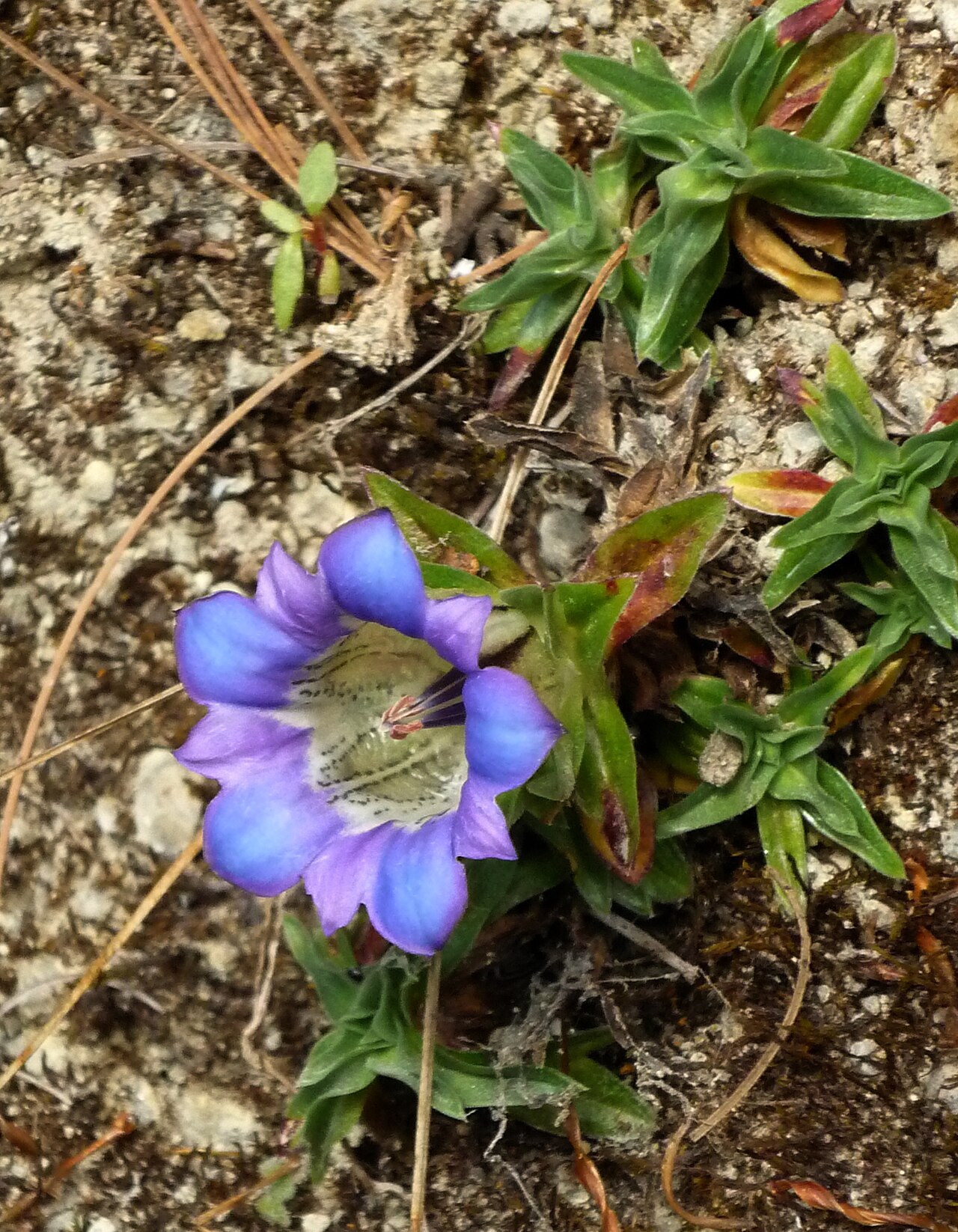 Gentiana ornata: Gentiana ornata , found near Pisang, Anapurna mountains, Nepal.