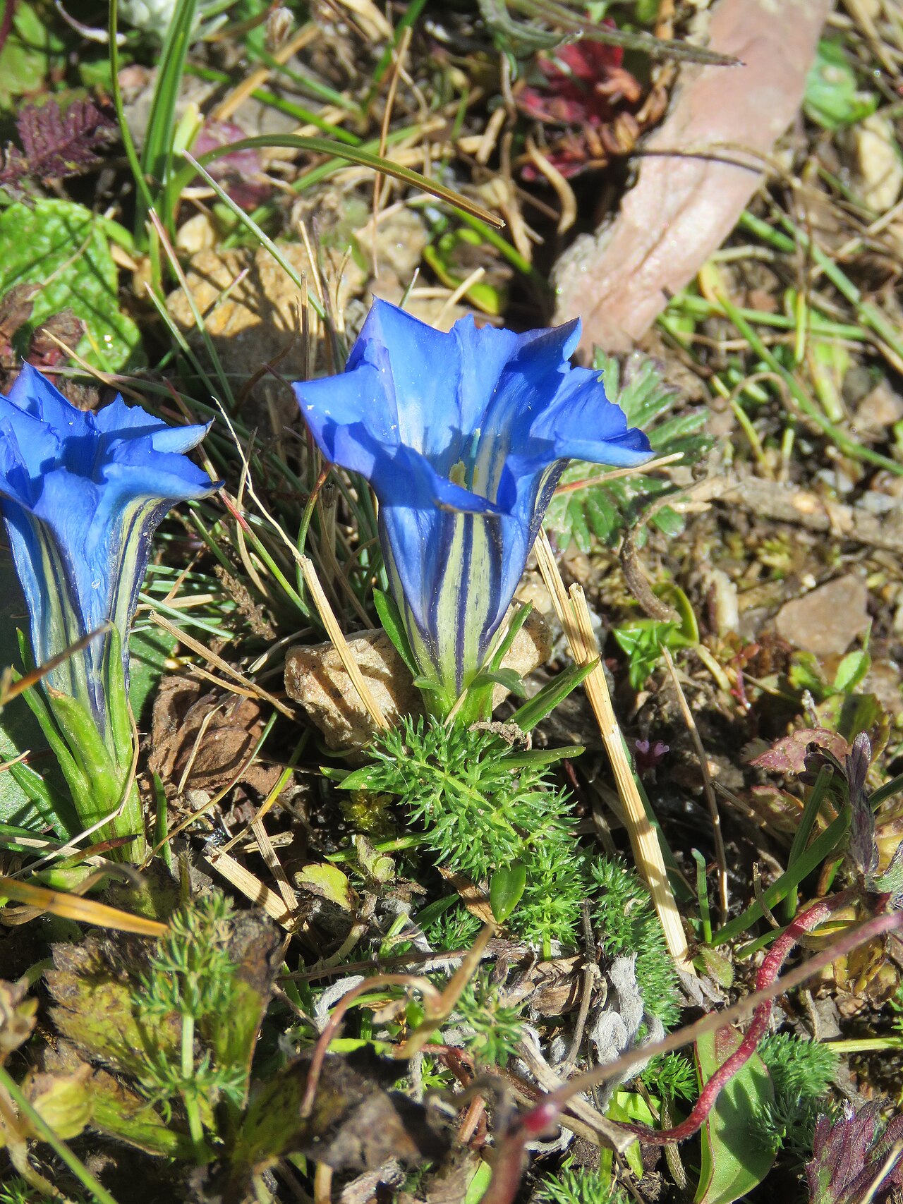 Gentiana ornata: Photos from Bhutan and Siliguri during LGFC - Bhutan 2019