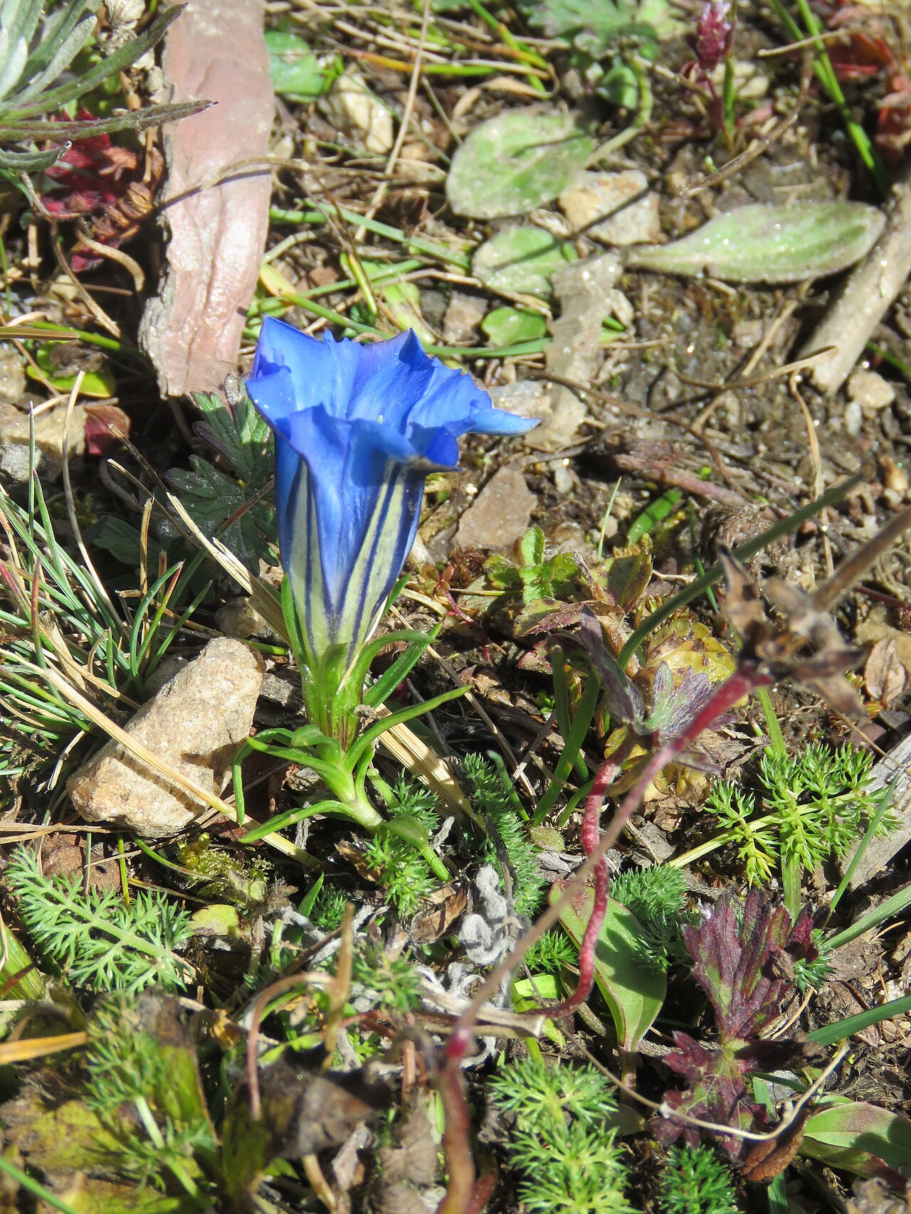 Gentiana ornata: Photos from Bhutan and Siliguri during LGFC - Bhutan 2019