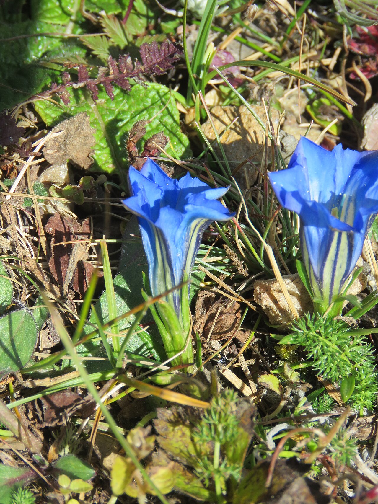 Gentiana ornata: Photos from Bhutan and Siliguri during LGFC - Bhutan 2019
