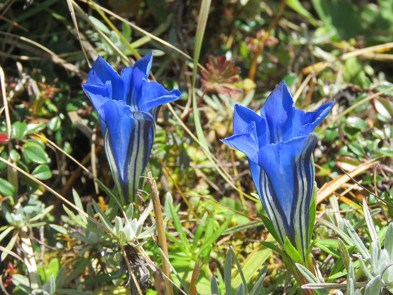 Gentiana ornata: Photos from Bhutan and Siliguri during LGFC - Bhutan 2019