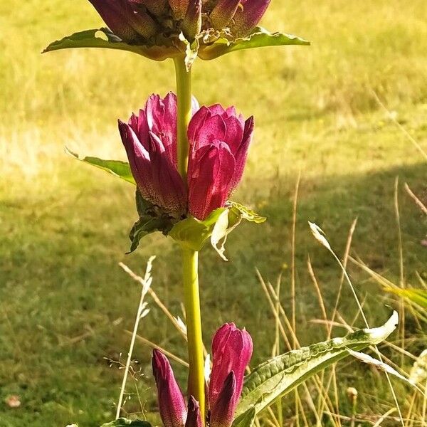 Hungarian gentian (Gentiana pannonica)
