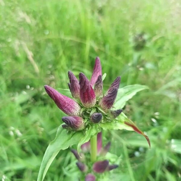 Hungarian gentian (Gentiana pannonica)