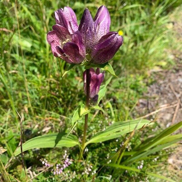 Hungarian gentian (Gentiana pannonica)