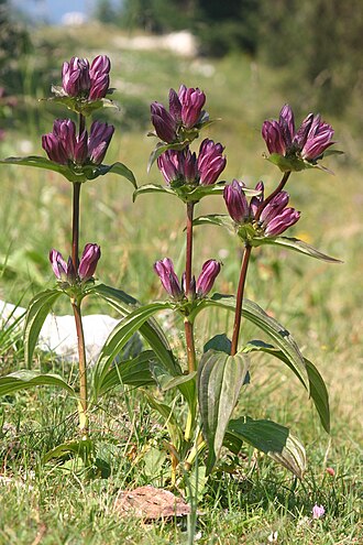 Hungarian gentian: Gentiana pannonica
