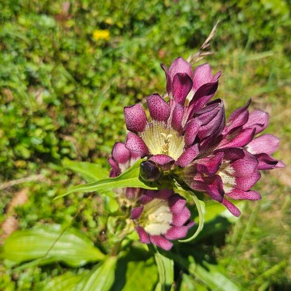 Hungarian gentian (Gentiana pannonica)