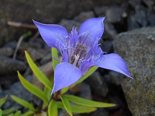 Gentiana paradoxa: Gentiana paradoxa