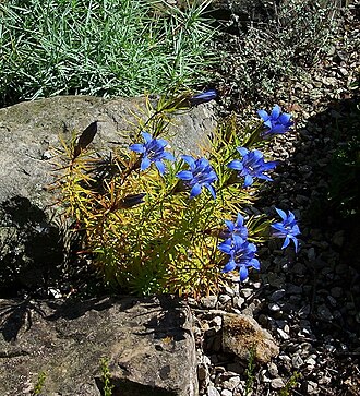 Gentiana paradoxa: Not fussy as to soil pH but can be difficult to please nevertheless. This one always looks chlorotic (yellowish) by flowering time.