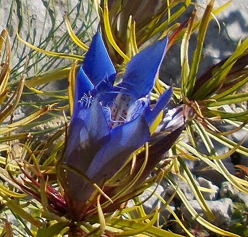 Gentiana paradoxa: Gentiana paradoxa - Giardino Botanico Alpino delle Viote (Trento) - settembre 2016