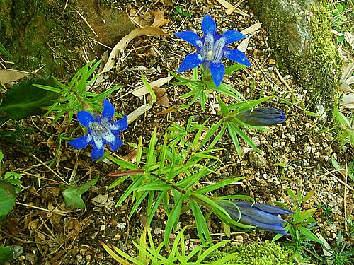 Gentiana paradoxa: Gentiane du Caucase, de 15 à 40 cm, sur rocher calcaire entre 500 et 2400 m.