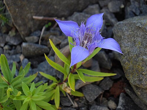Gentiana paradoxa: Gentiana paradoxa