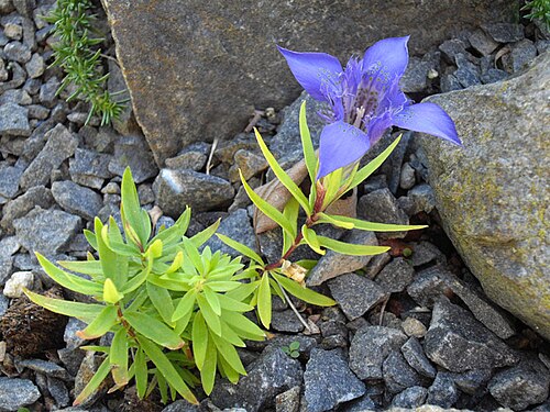 Gentiana paradoxa: Gentiana paradoxa