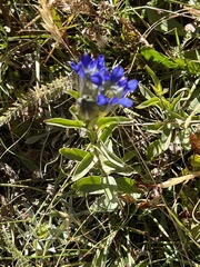 Parry's gentian (Gentiana parryi)