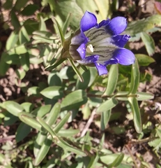 Parry's gentian (Gentiana parryi)