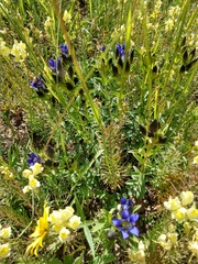 Parry's gentian (Gentiana parryi)
