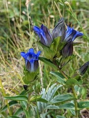 Parry's gentian (Gentiana parryi)