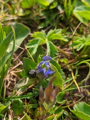 Parry's gentian (Gentiana parryi)