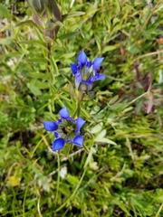 Parry's gentian (Gentiana parryi)