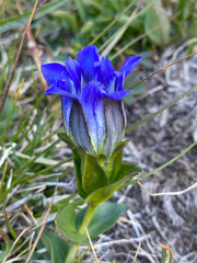 Parry's gentian (Gentiana parryi)