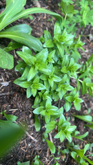 Parry's gentian (Gentiana parryi)