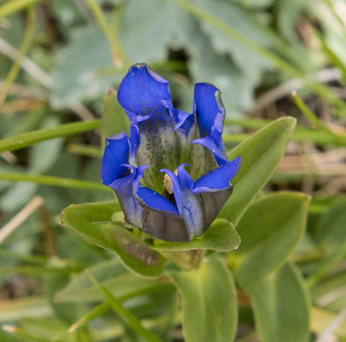Parry's gentian (Gentiana parryi)
