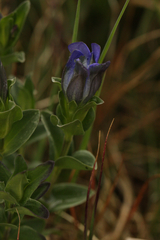 Parry's gentian (Gentiana parryi)