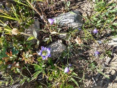 Parry's gentian (Gentiana parryi)