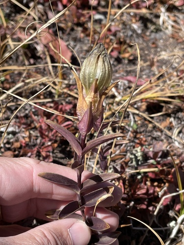 Parry's gentian (Gentiana parryi)