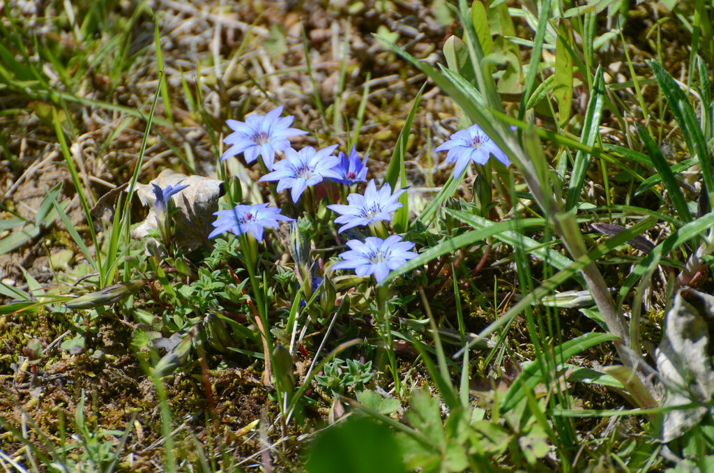 Gentiana piasezkii (Gentiana piasezkii)