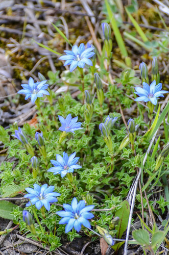 Gentiana piasezkii (Gentiana piasezkii)