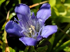 Bristly gentian (Gentiana plurisetosa)