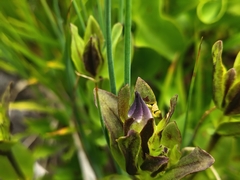 Bristly gentian (Gentiana plurisetosa)