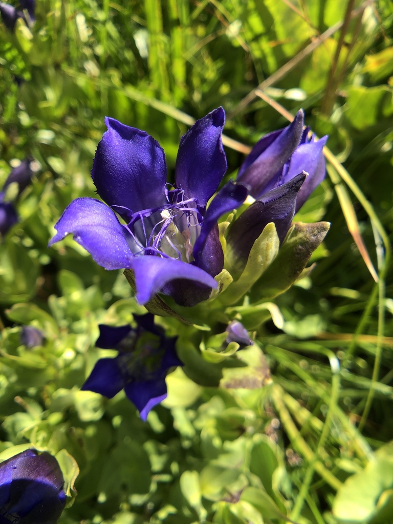 Bristly gentian (Gentiana plurisetosa)