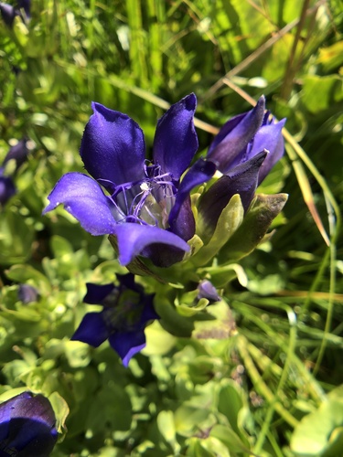 Bristly gentian (Gentiana plurisetosa)