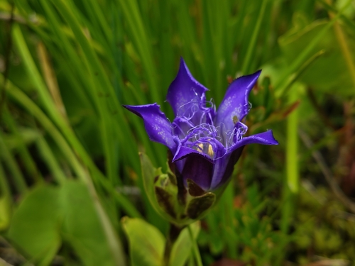 Bristly gentian (Gentiana plurisetosa)