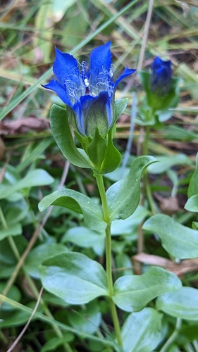 Bristly gentian (Gentiana plurisetosa)