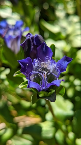 Bristly gentian (Gentiana plurisetosa)